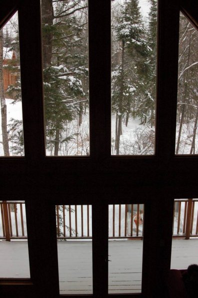 Raphie still in the hot tub