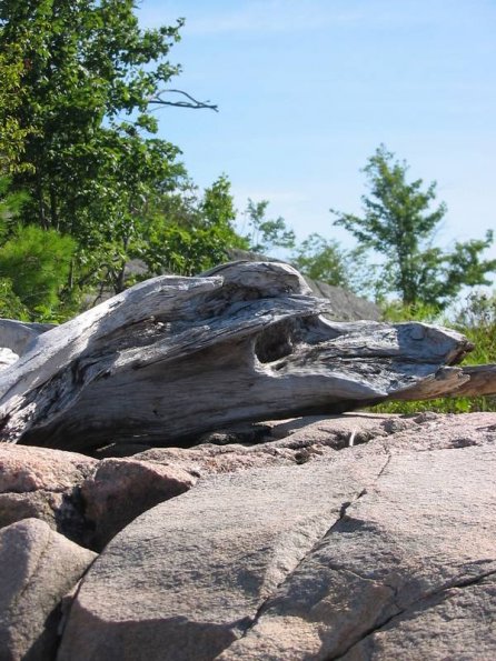 More Driftwood