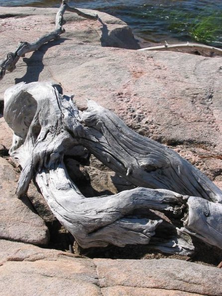 Driftwood