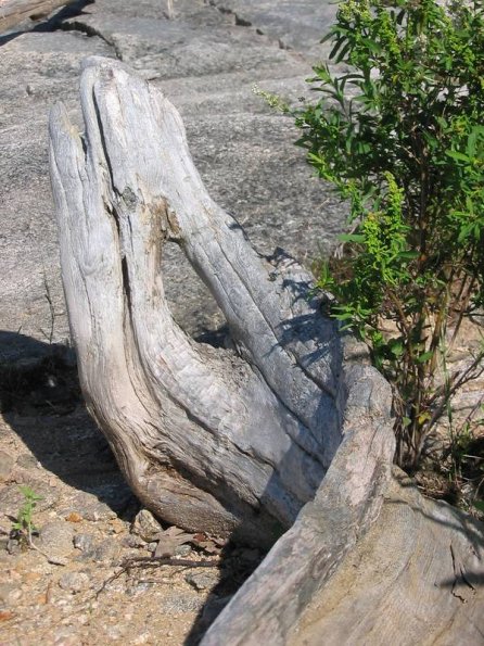 Curvy Driftwood
