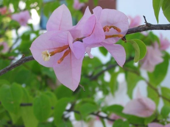 Flowers