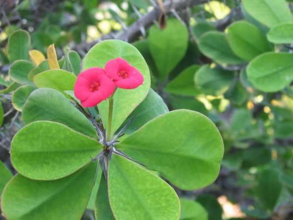 More Flowers
