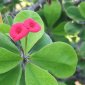 More Flowers