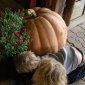 Pumpkin measurement