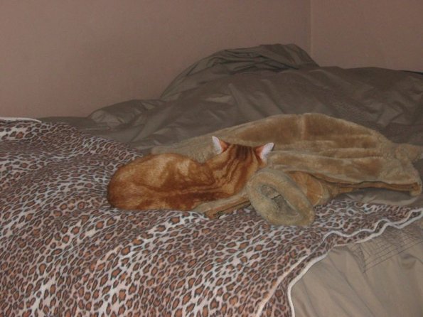 Shark Cat