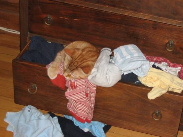Lonely Cat