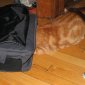 Shark Cat Sneak Attack