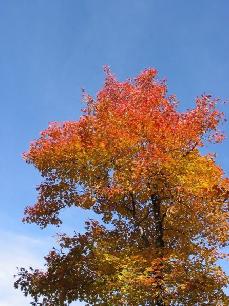 Colours
