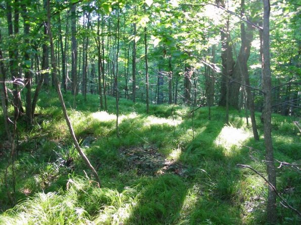 Dappled