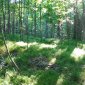 Dappled