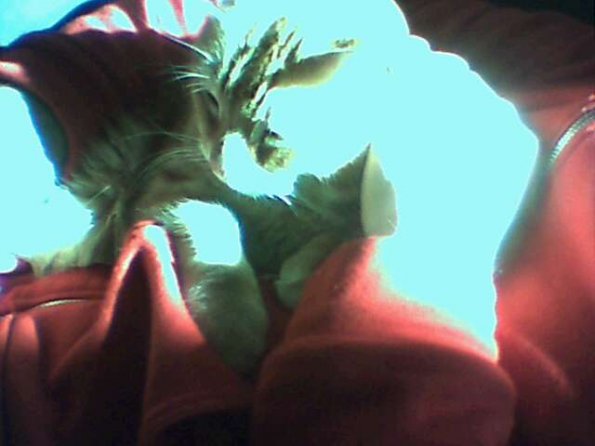 Kitty