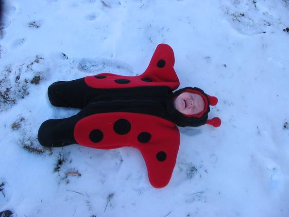 Ladybug