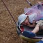 Park swings