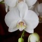 Mutant Orchid