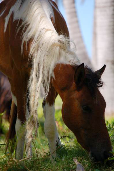 Wild Horses
