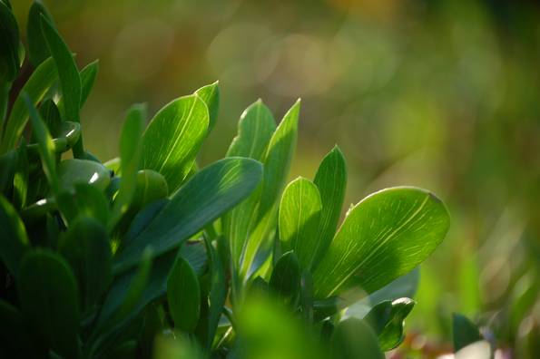 Greenery