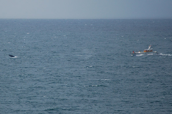 Whale
