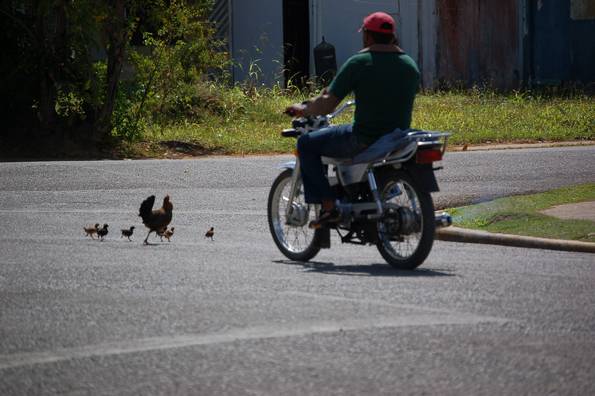 Chickens