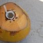 Coconut
