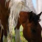 Wild Horses