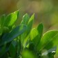 Greenery