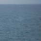Whale