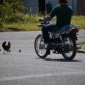 Chickens