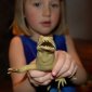 Lizard