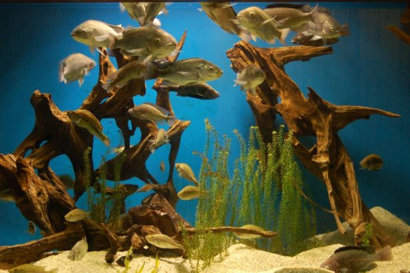Fishies
