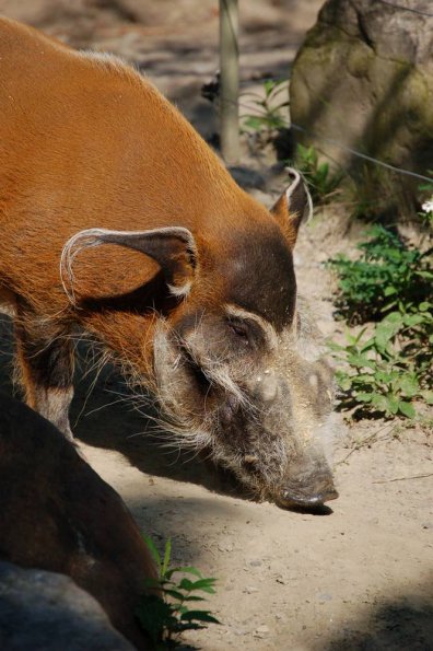 Nother warthog
