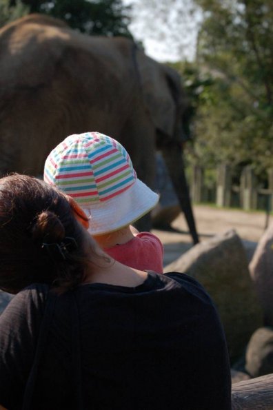 Elephant�