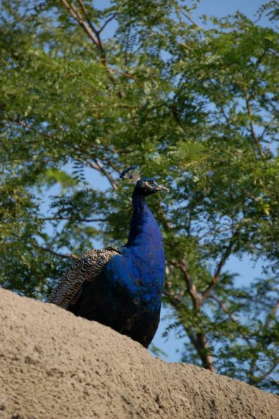Peacock