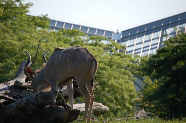 Antelope