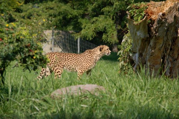 Cheetah