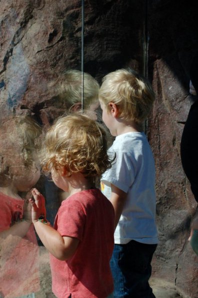 Baboon lookers