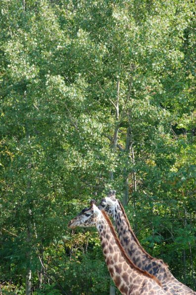 Giraffe cuddles