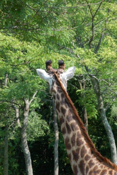 Giraffe