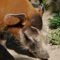 Nother warthog