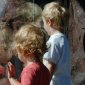 Baboon lookers