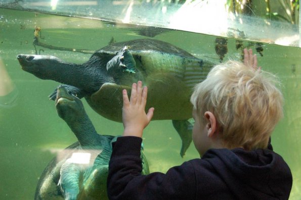 Here turtle, turtle, turtle