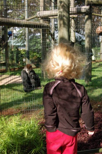 Gorilla + Butt Scratch