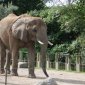 Elephant�
