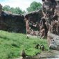 Baboons