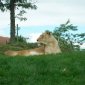 Lioness